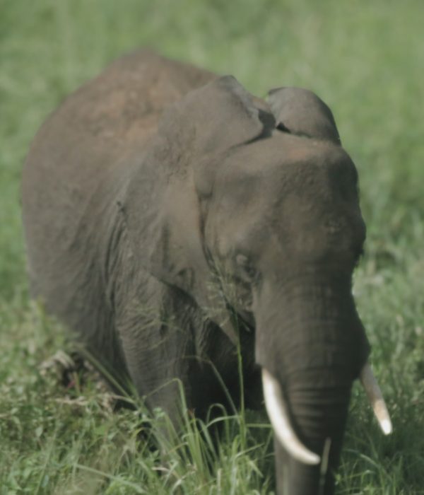 selous national parek